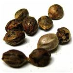 Семена марихуаны АК-47  (Seeds AK-47) в Тынде